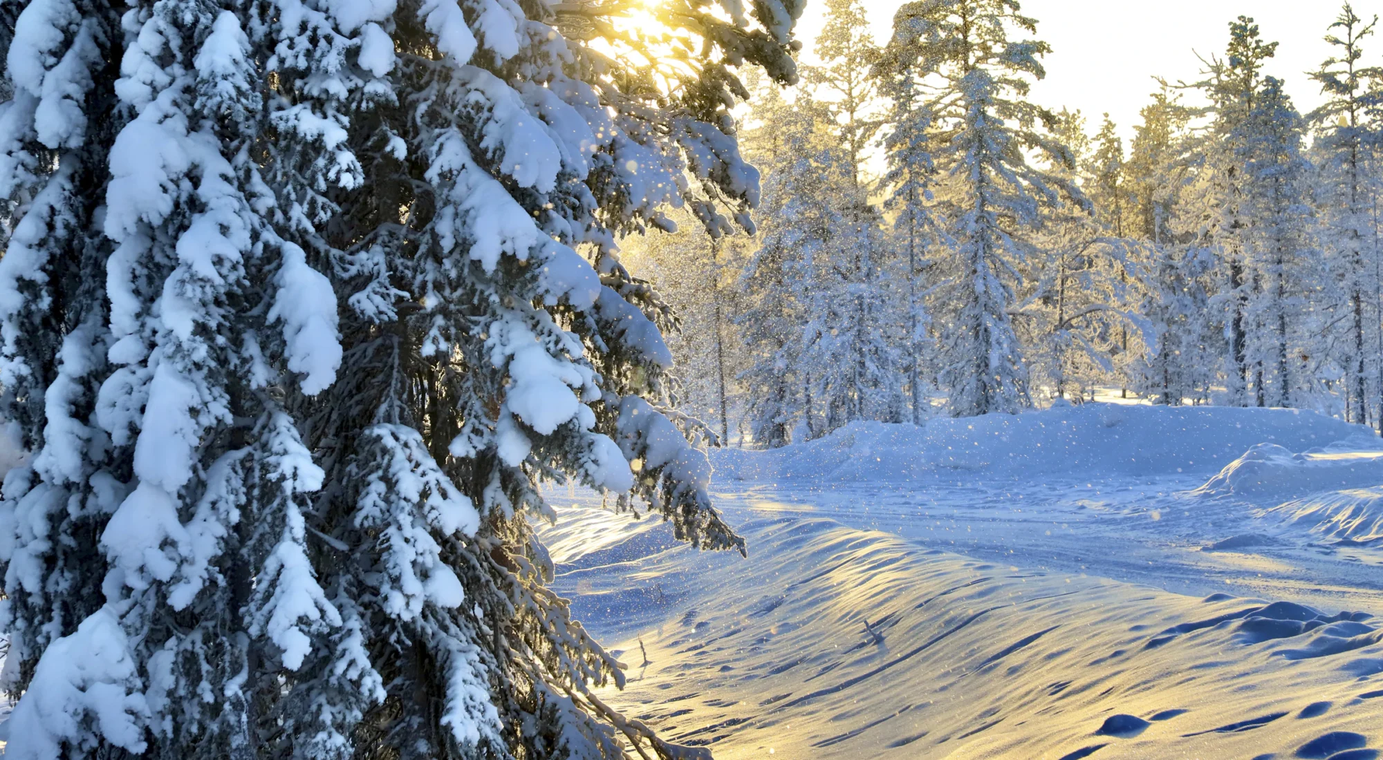 Snow-covered pine forest near Rovaniemi